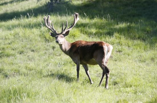 Sommerurlaub in den Dolomiten 8